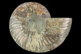 Agatized Ammonite Fossil (Half) - Madagascar #88254-1